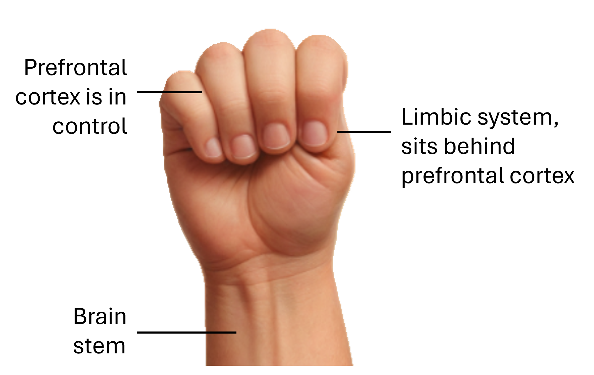 Image of a fist showing the parts of the brain. The prefrontal cortex as the fingers, in control, the limbic system as the thumb, sitting behind the prefrontal cortex, and the brain stem, as the wrist at the base of the brain.