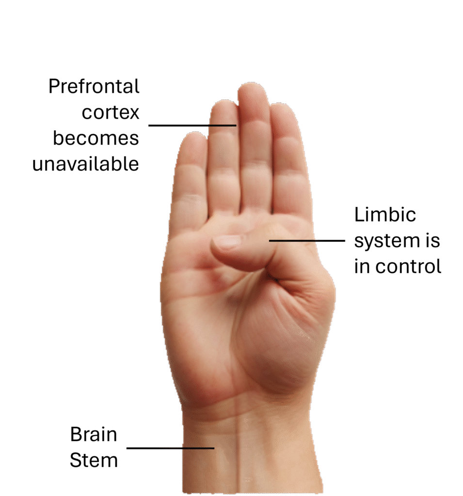 Open hand demonstrating a brain flipping it's lid. The brain stem is the wrist at the base of the brain. The limbic system is the thumb that is in control of the brain and the fingers represent the prefrontal cortex that is inaccessible to the brain when it is activated.